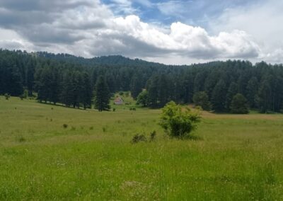 Sila